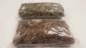 Asegura SSP narcomenudistas en posesión de 4 kilos de marihuana