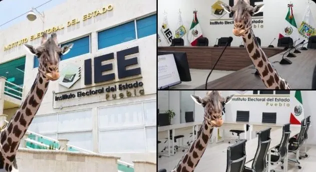 Consejeros IEE de Puebla se cuelgan de la jirafa “Benito” para sus publicaciones