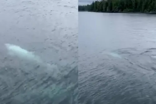 Captan a orca blanca asesina que brilla bajo del agua en Alaska