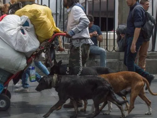 Mueren 25 perros en Cuernavaca; los envenenan con vísceras