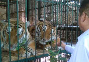 Sigue Proceso abierto contra “Club de los animalitos”: PROFEPA