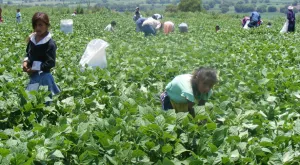 Rescata STPS a jornaleros en campo de Colima