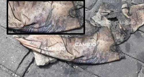 Restos hallados cerca del Paseo Bravo no son de humano, confirma FGE