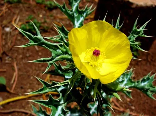 Plantas sagradas que puedes consumir legalmente en México para encontrar tu Yo interior