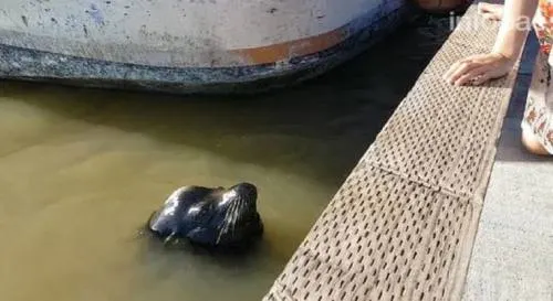Video: Lobo marino ataca a una niña y se la lleva bajo el agua