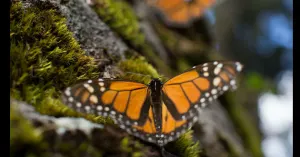 Mariposa Monarca comienza arribo a Michoacán