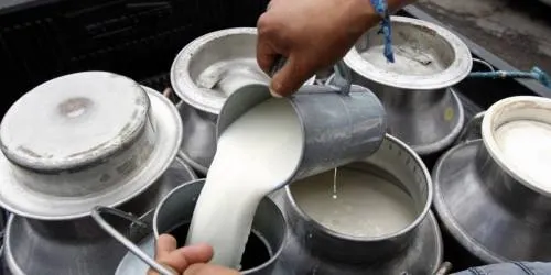 Productores de leche temen ser ‘moneda de cambio’ en negociaciones del TLCAN