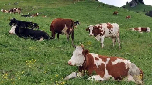 Toyota quiere aprovechar el metano de las vacas para producir energía