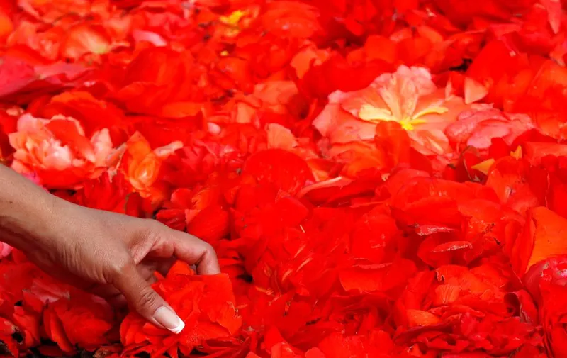 Detalle de las flores que forman parte del gran tapiz floral de Bélgica.