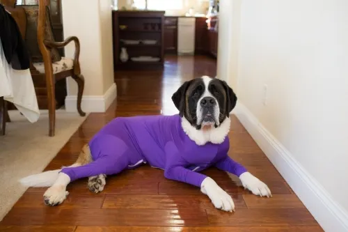 Sale a la venta el ‘traje anti-pelo’ para perro, seguro lo amarás