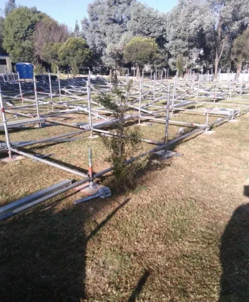 Ante maltrato de árboles por Festival Catrina, organizadores deberán entregar 400 pinos moctezuma