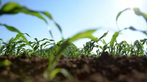 China va tras el sorgo mexicano tras aranceles de EU