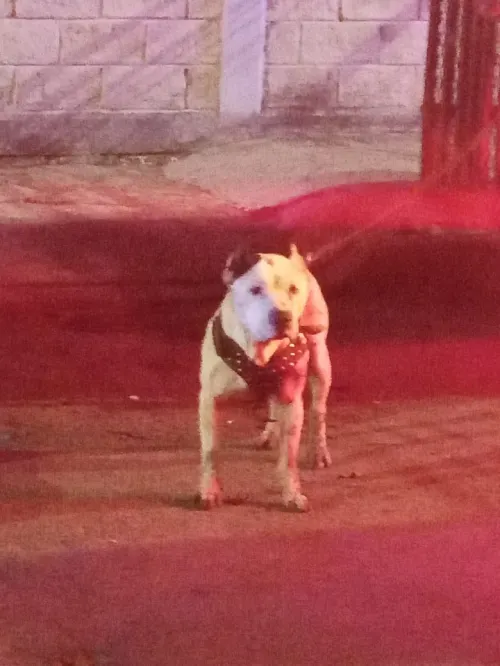 Acuchillan a Pitbull en El Tamborcito