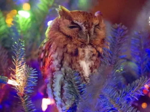 Familia encuentra un búho escondido en su árbol de Navidad