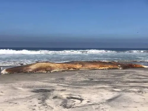 Encuentran ballena muerta en playas de Rosarito, Baja California