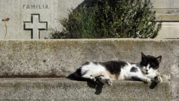 Mantienen control de población de gatos en el Panteón Municipal con campañas de esterilización