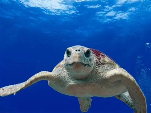 Una sola pieza de plástico puede matar a una tortuga
