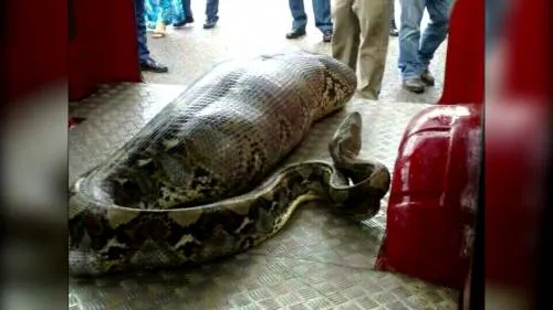 Desapareció el domingo y lo encontraron en el vientre de una pitón