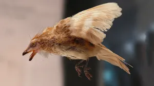 Hallan dos alas de aves que convivieron con dinosaurios