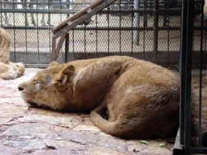 Inicia Profepa traslado de animales de zoológico de Tehuacán
