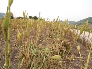Por sequías, productores reciben cheques del estado
