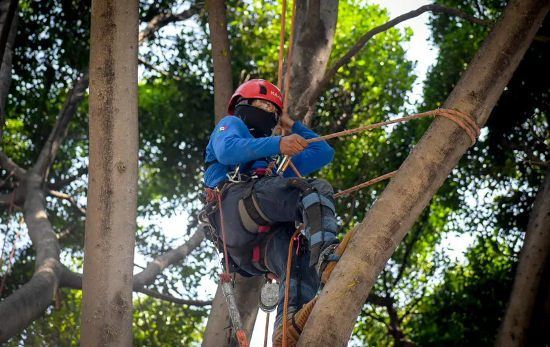 poda de árboles