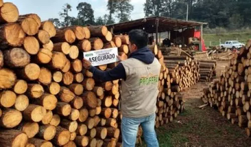 Asegura Profepa 7.2 m3 de madera de pino tras inspección en Huauchinango