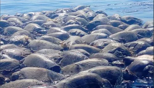 300 tortugas marinas mueren por red de pesca en Oaxaca