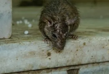 Devorado por las ratas hallan sin vida a abuelito al interior de su domicilio en Tecamachalco