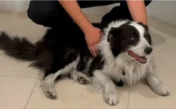 Fiscalía de Puebla recupera vehículo y mascota robados tras asalto en la Puebla-Orizaba