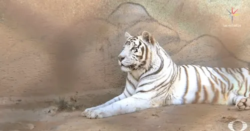 Animales de circo tienen destino incierto tras ley que prohíbe su uso en espectáculos