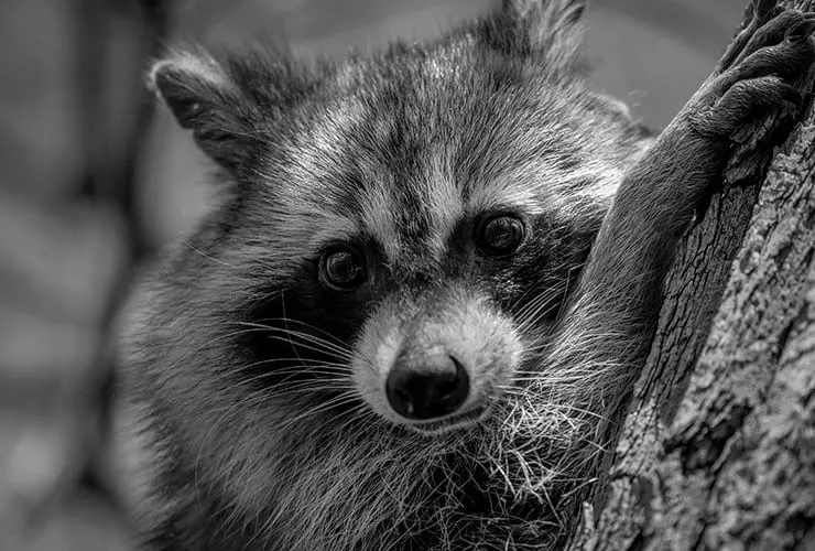 Apagón en Toronto ocasionado por un Mapache deja sin luz a poco más de 7 mil personas