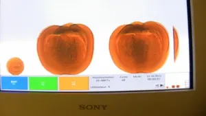 Encuentran 2 kilos de cocaína en calabazas de Halloween