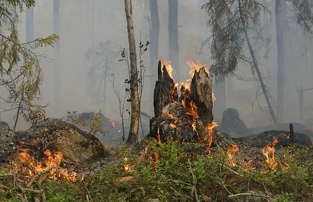 Incendios forestales