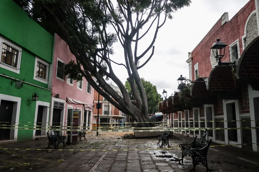 Arbol Barrio Del Artista