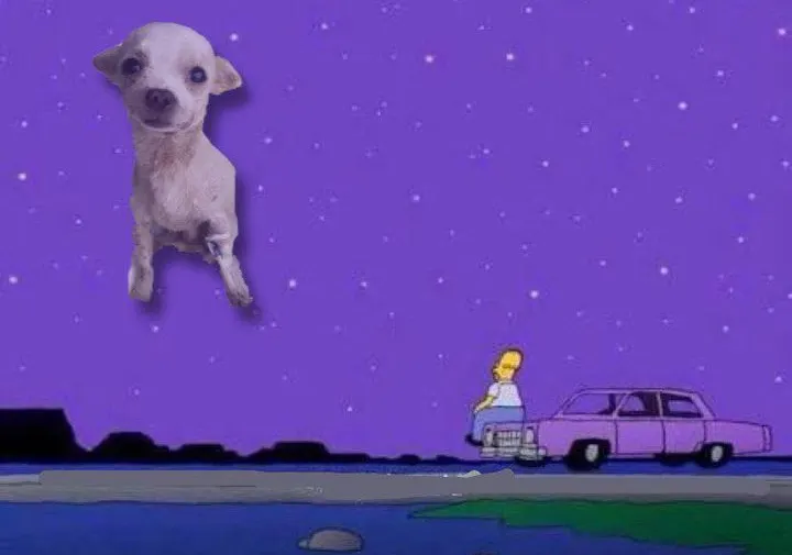 Perro