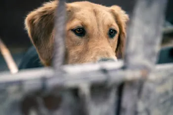 Ocho años de prisión en el primer juicio oral por delitos contra animales en Puebla