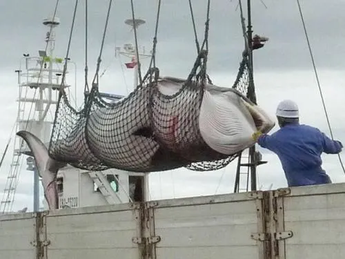 Japoneses matan a 122 ballenas preñadas en la Antártida