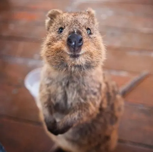 El animal más feliz del mundo en peligro de extinción