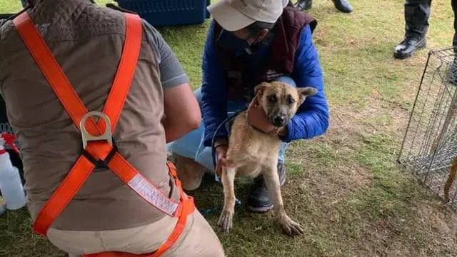 Pondrán en adopción a ‘Spike’, perrito rescatado del socavón de Puebla
