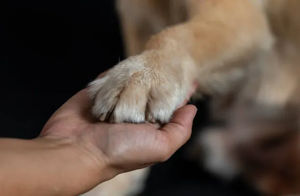 Patita de perro