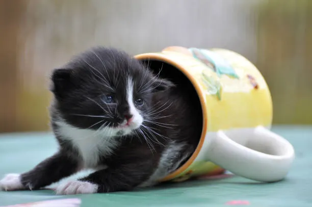 Día Internacional del Gato