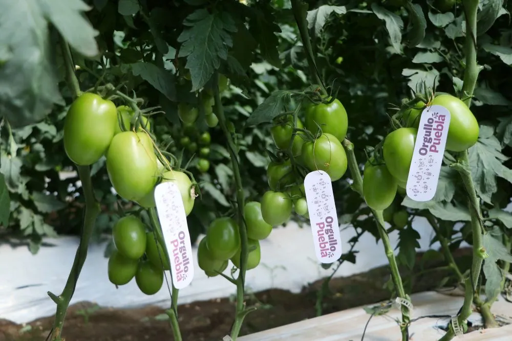 Fortalece SDR vinculación comercial para exportación de tomate poblano a EE.UU.