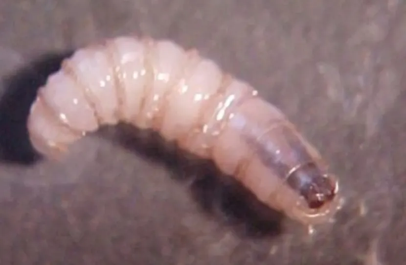 Gusano barrenador