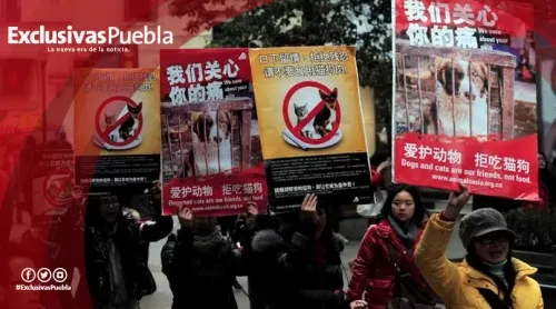 La ciudad de Shenzhen en China prohíbe comer animales silvestres