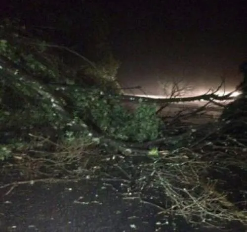 “Franklin” en Puebla causa caída de árboles y desgajamiento de cerro en Ixtacamaxtitlán