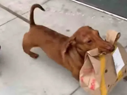 Ponen a perrito salchicha a ‘trabajar’ como repartidor durante cuarentena