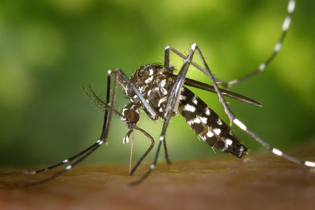 Dengue Mosquito Transmisor