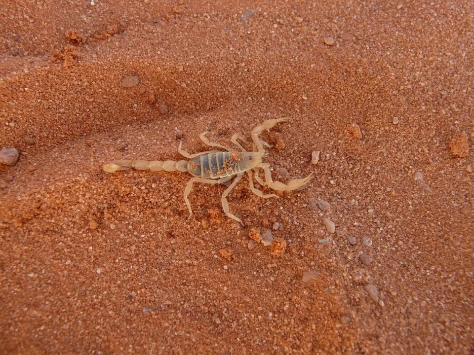 Escorpión