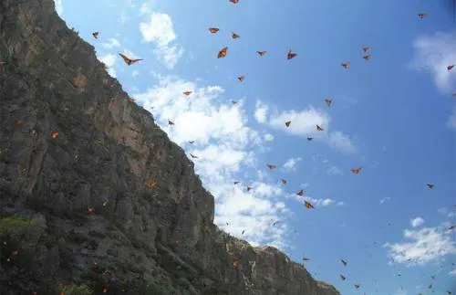 Los peligros que acechan en México a la mariposa monarca